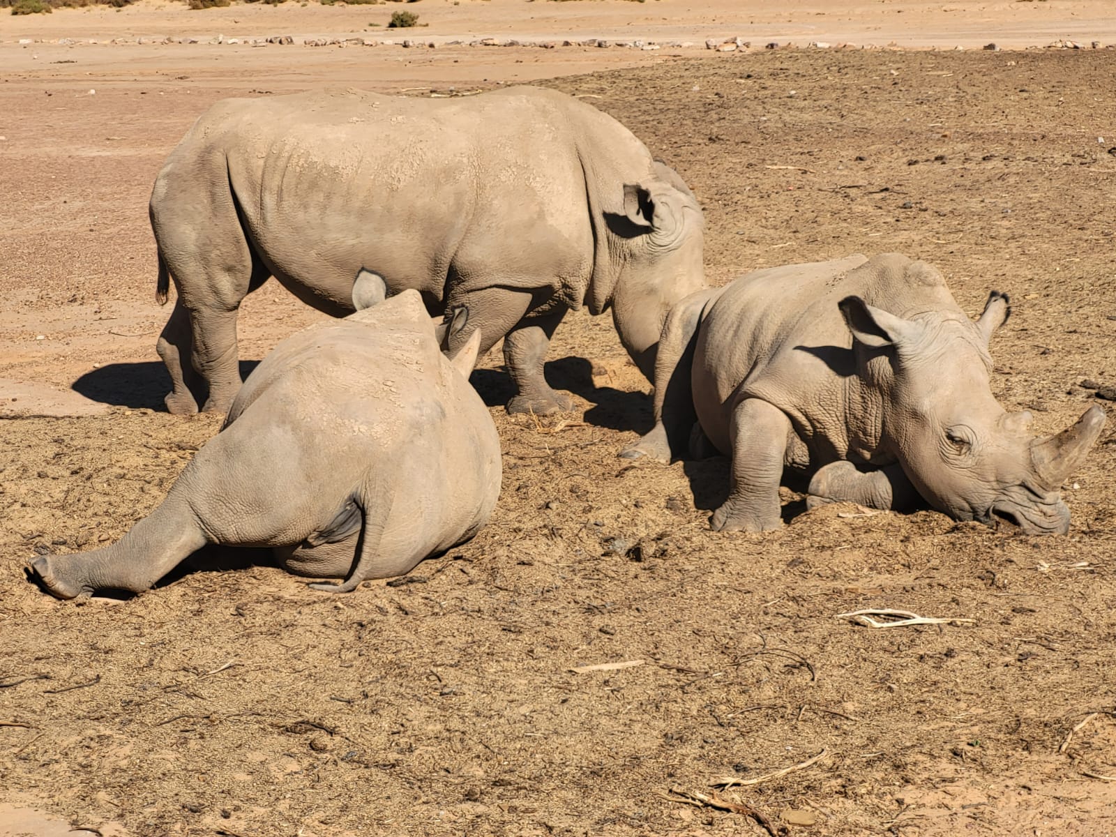 Aquila Game Reserve - Safari 23